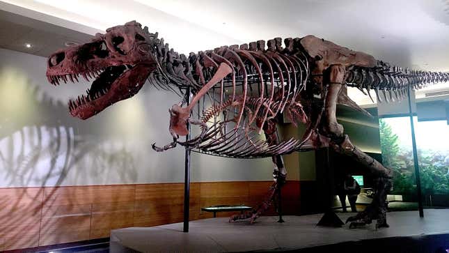 Image for article titled Field Museum Officials Announce Long-Awaited Pregnancy Of Prized T-Rex