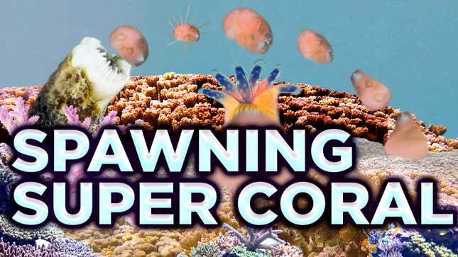 How a Superheroic Breed of Coral Could Help Save the Reefs