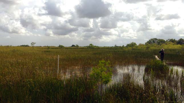 A freshwater sawgrass marsh in Everglades National Park.