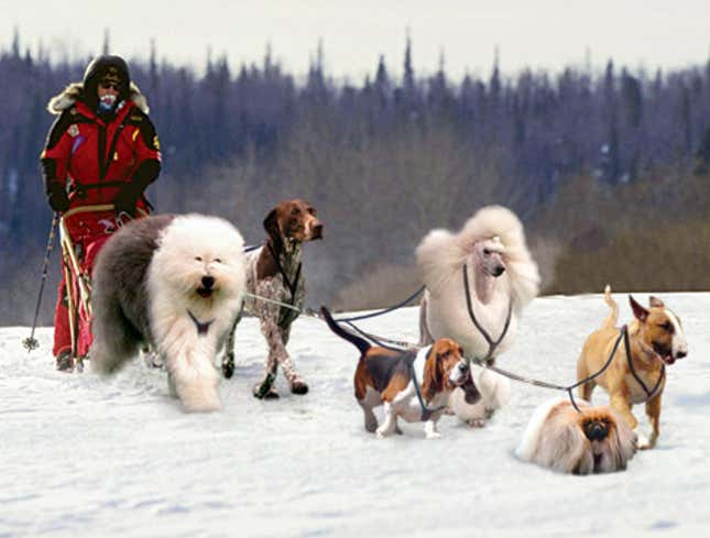 Image for article titled Westminster Dog Show Finalists Form Elite Iditarod Team