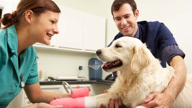 Image for article titled Tips For Choosing The Right Veterinarian
