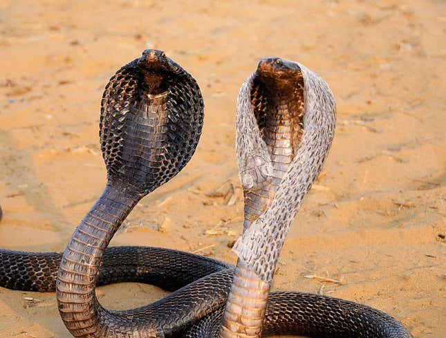 Image for article titled Chivalrous Snake Offers His Skin To Shivering Date