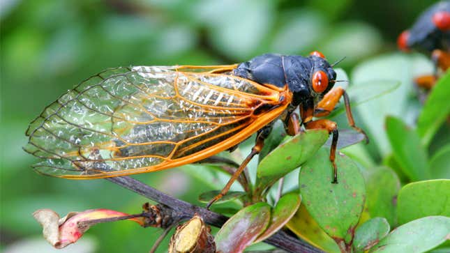 a periodical cicada