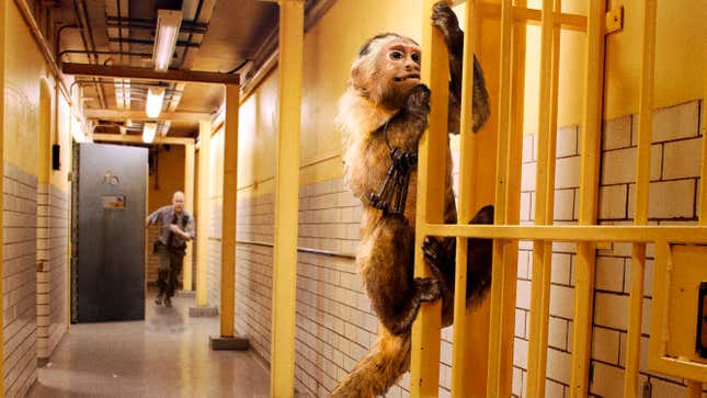 Image for article titled Epstein Guards Placed On Disciplinary Leave For Allowing Selves To Be Distracted By Mischievous Monkey That Stole Key Ring