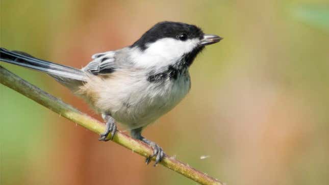 Image for article titled Audubon Society Revokes Black-Capped Chickadee’s Membership After Species Fails To Pay Dues