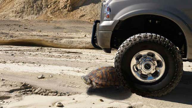Image for article titled Ford: New F-150 Pickup Truck Capable Of Crushing A Big Turtle In One Go