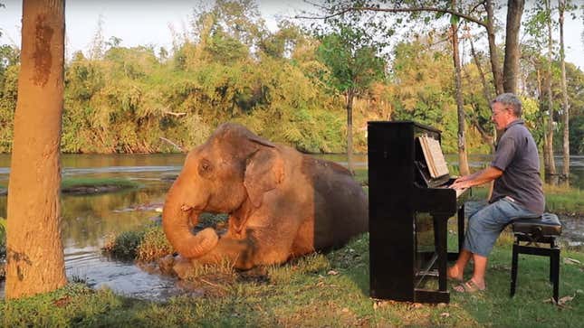 Image for article titled You&#39;ll never forget this YouTube account where a man serenades elephants on the piano