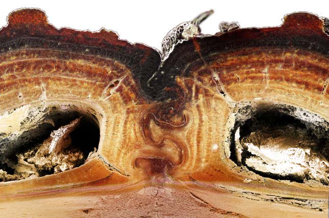Cross section of the medial suture, where two halves of the beetle’s elytra meet. The jigsaw puzzle-like configuration, when stressed and stretched, allows for elasticity, preventing breakage.