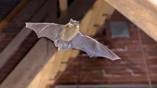 Image for article titled How to Quickly and Calmly Remove a Bat From Inside Your Home