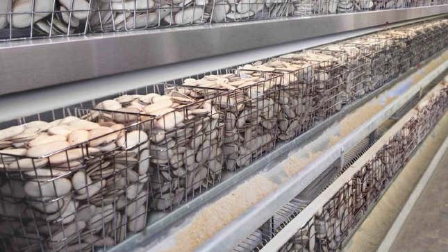 Image for article titled Pepperidge Factory Farm Under Fire For Inhumane Treatment Of Milanos