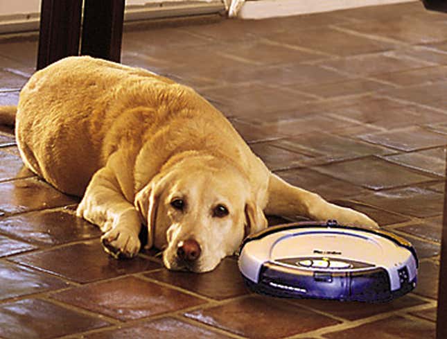 Image for article titled Dog Befriends Roomba