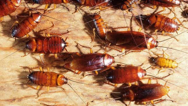 Whether they live under a pizza box or within a stack of firewood, nearly all roaches polled said environmental conditions on Earth were actually improving even faster than they could have hoped for.