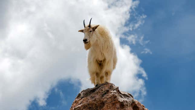 Image for article titled Loved Ones Talk Down Goat Standing On Mountain’s Edge