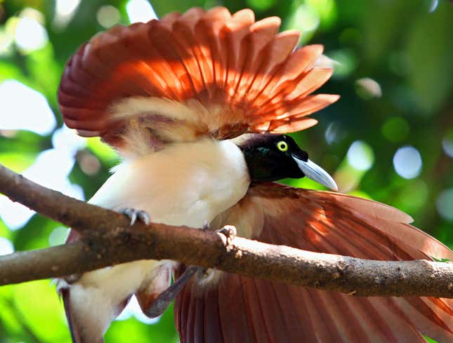 Image for article titled Bird Of Paradise Just Staring At David Attenborough During Courtship Dance