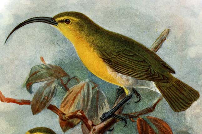 The Oahu ‘akialoa, painted by John Gerrard Keulemans