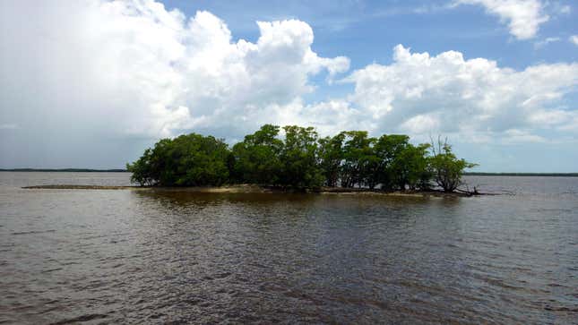 Tiny islands held together by mangroves are a ubiquitous feature of Ten Thousand Islands.