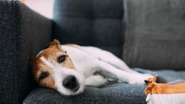 Image for article titled Dog Not Sure How To Interpret Crazy Dream Where It Saw Squirrel, Barked At Squirrel