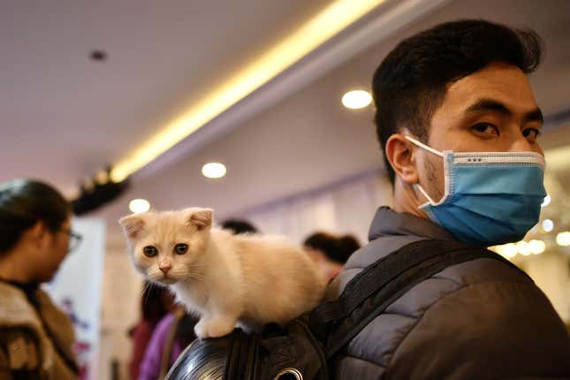 Un hombre con mascarilla transporta a su mascota sobre la mochila en Hanoi durante un concurso de gatos.