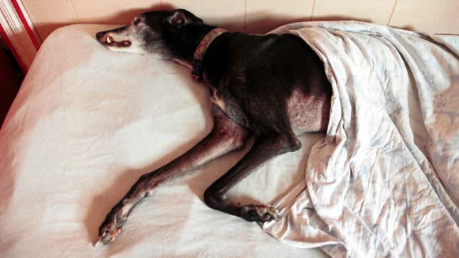 Image for article titled Donate Your Old Comforter and Pillows to an Animal Shelter