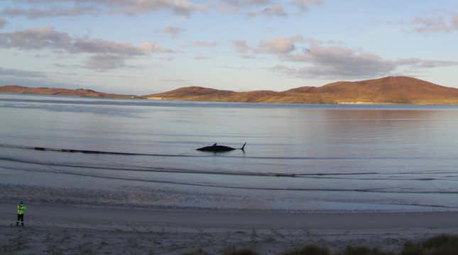 La ballena muerta en la costa de la Isla Harris, Escocia.