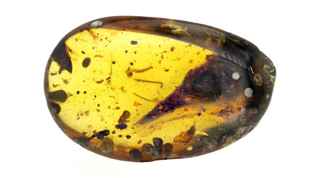 A beautifully preserved skull of a 99-million-year-old bird found trapped in Burmese amber. 