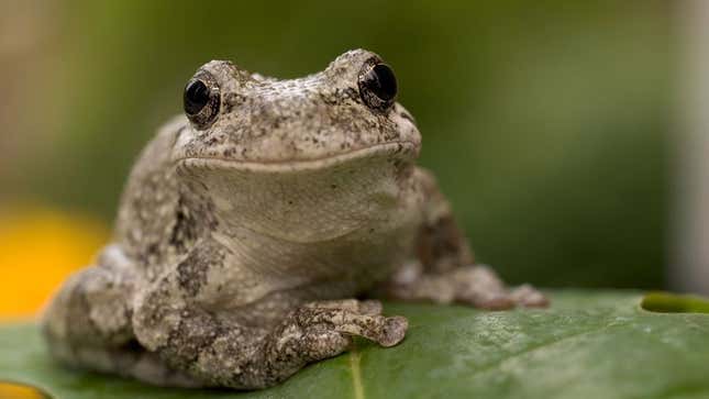 Image for article titled Researchers Discover Female Frogs Prefer Mate Who Knows Way Around The Cloaca