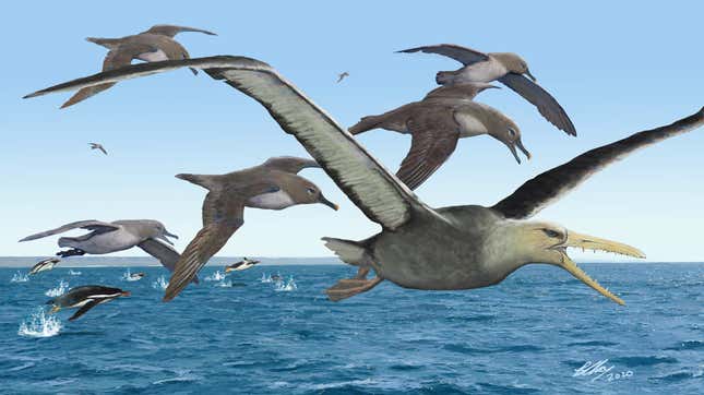 An artist’s depiction of a pelagornithid, with its prominent toothed beak, being harassed by ancient albatrosses. 