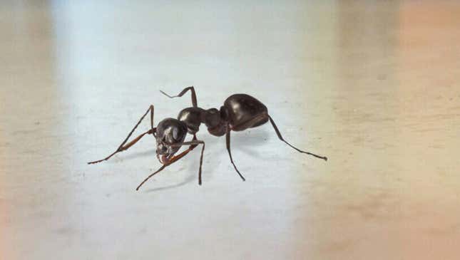 Image for article titled Lone Ant Crawling Through Kitchen Trumpets Arrival Of Horde