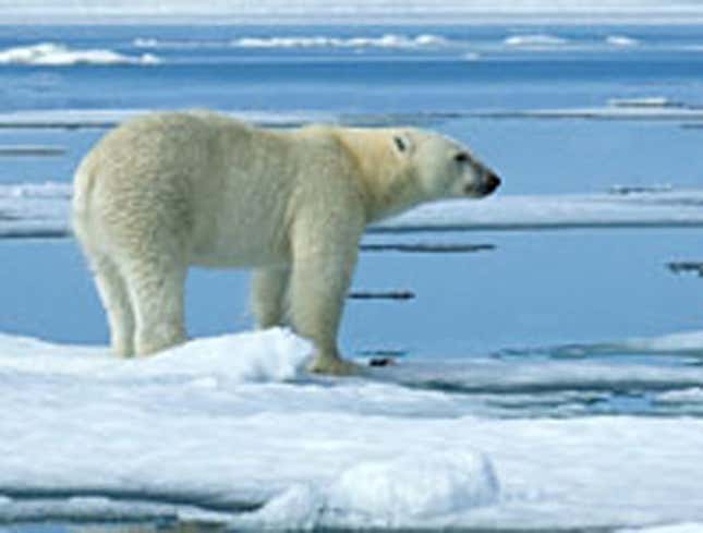 Image for article titled Vicious, Man-Eating Carnivores On Decline In Arctic