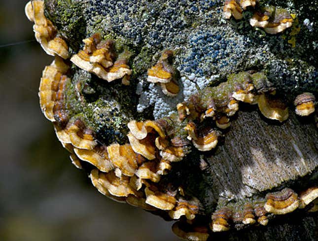 Image for article titled Unusually Level-Headed, Charismatic Lichen Species Named After Obama