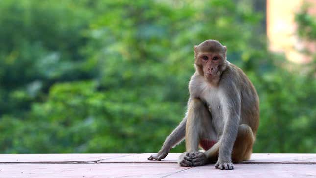 Un macaco Rhesus sentado en los alrededores del Taj Mahal.