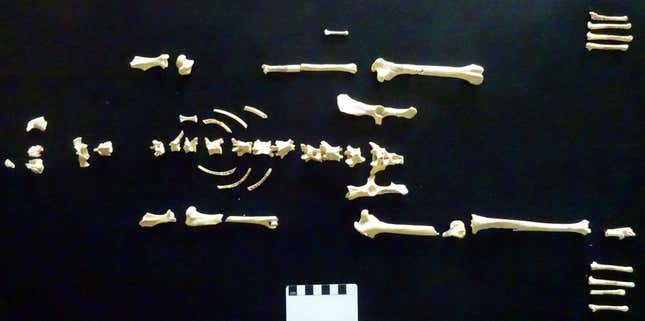 Remains of a rabbit skeleton, found buried in Hampshire, Britain.