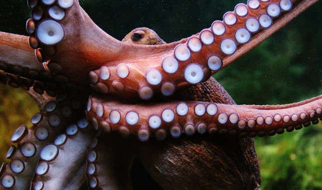 Imagen para el artículo titulado Los tentáculos de los pulpos son capaces de tomar decisiones propias sin la intervención del cerebro