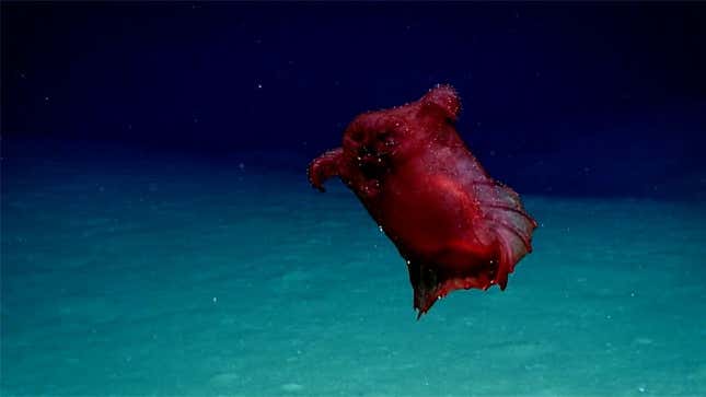 Enypniastes eximia or headless chicken monster? You be the judge. 