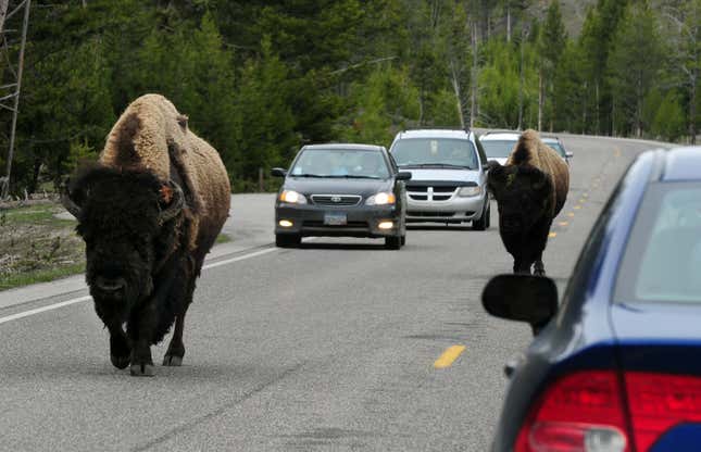 Is it because of the bison? Do the bison make you bad drivers?