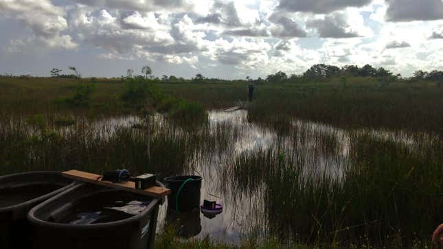 A Florida International University-led saltwater addition experiment is taking place in the Everglades to explore the effects of rising sea levels.