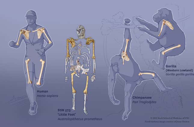 Little Foot’s bones suggested it hadn’t lost its ability to swing through trees.