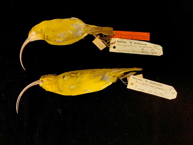 Study skins of the extinct Lana’i and Kaua’i ‘akiaola
