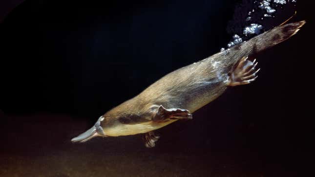 Image for article titled As If the Platypus Couldn’t Get Any Weirder