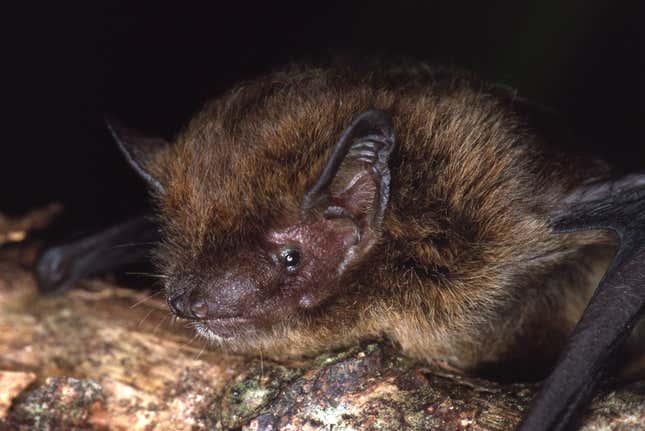 A photo of the Christmas island pipistrelle