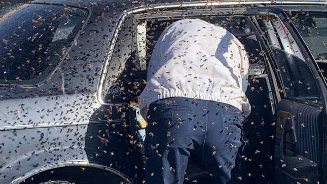 Image for article titled New Mexico Man Starts Driving Home From Albertson&#39;s Before Noticing Beees, Thousands of Beees!