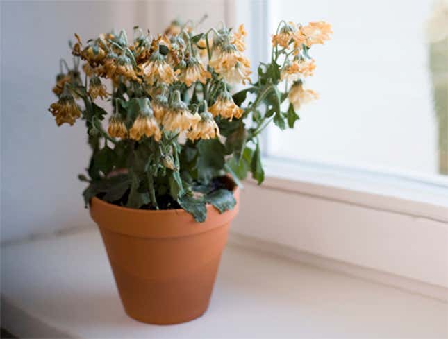 Image for article titled Dream Vacation Turns Deadly For Area Houseplant