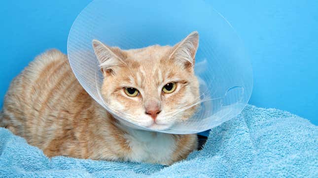 A cat in a "cone of shame"