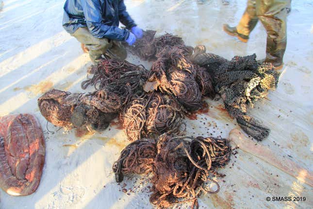 Escombros extraídos del estómago de la ballena.
