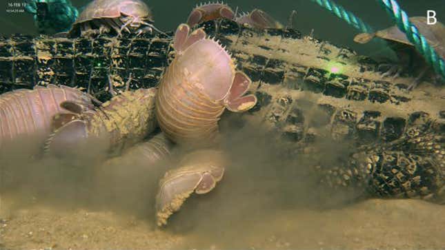 Giant isopods gorging on an alligator carcass.