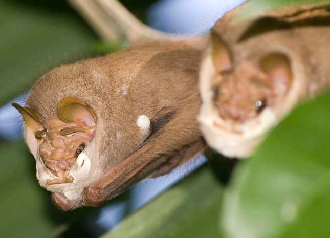 Imagen para el artículo titulado Este extraño murciélago también lleva máscara, y solo se la quita por sexo
