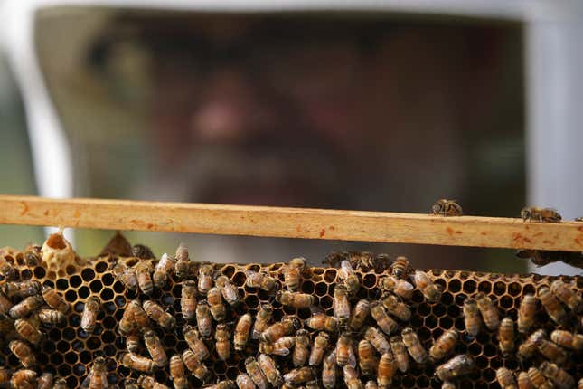 Imagen para el artículo titulado Mueren más de 500 millones de abejas en Brasil en tres meses, y la razón es un peligro para el planeta