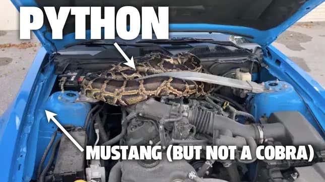 Image for article titled Florida Person Finds A 10-Foot Python In A Mustang&#39;s Engine
