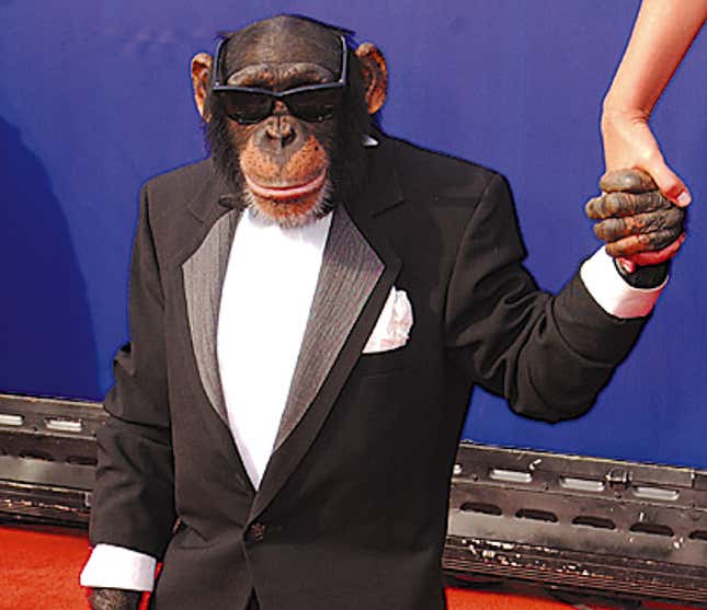 Image for article titled Chimp Actor Looking To Direct