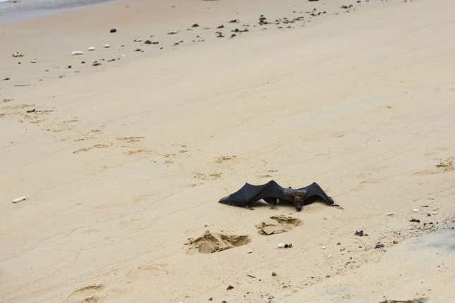 Imagen para el artículo titulado Los investigadores capturan a dos águilas torturando a un murciélago arrojándolo repetidamente al océano